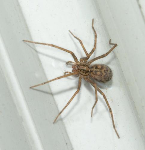 Tegenaria parietina